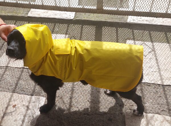 Capas para la lluvia - Image 3